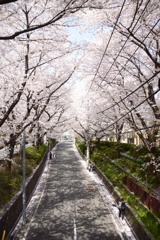 かの有名な桜坂