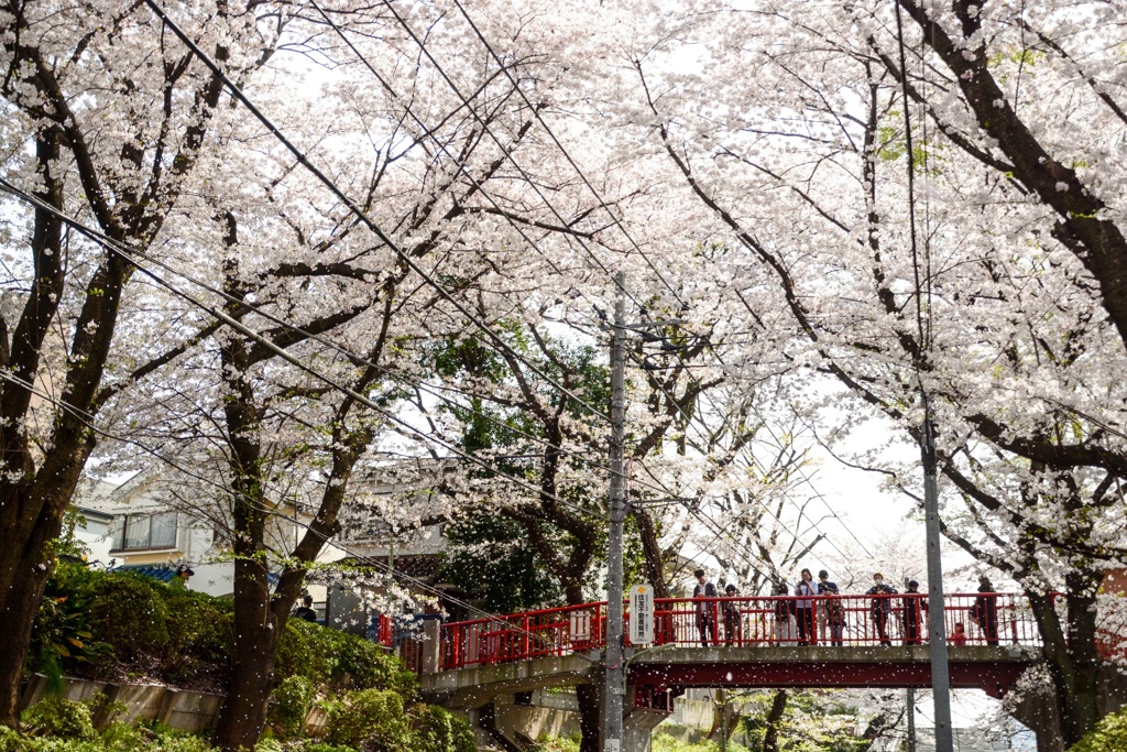 桜スコール