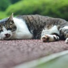 ニャ～(=^‐‐^=)zzz
