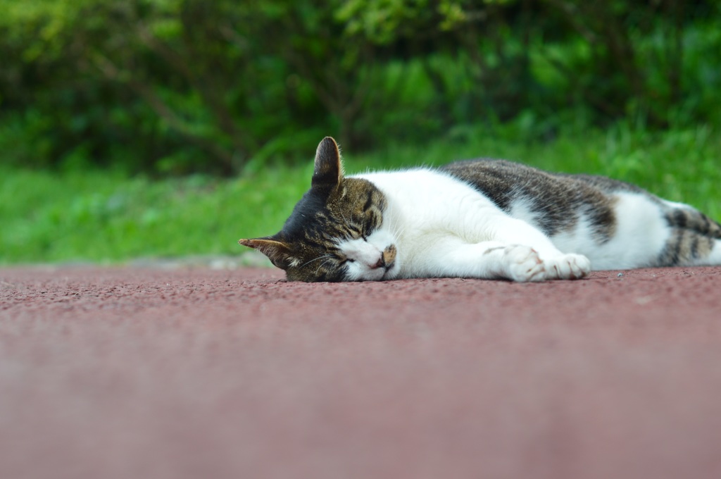 死んだふり(=^‐‐^=)