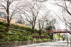 桜吹雪