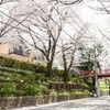 桜吹雪