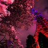 東京タワー×桜の妖景