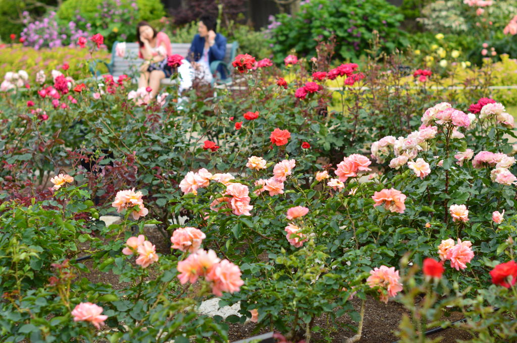 十色の花たち