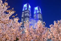 ピンクの桜と蒼い都庁〜18年ver