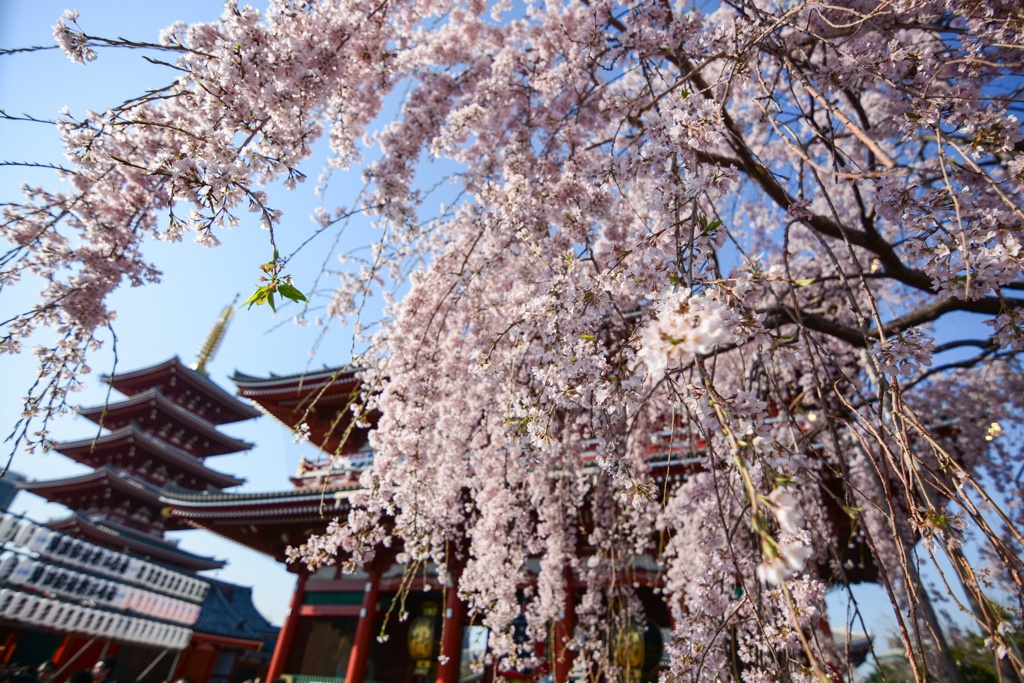 枝垂れ桜