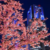 ピンクの桜と蒼い都庁～その1