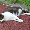 死んでニャせん