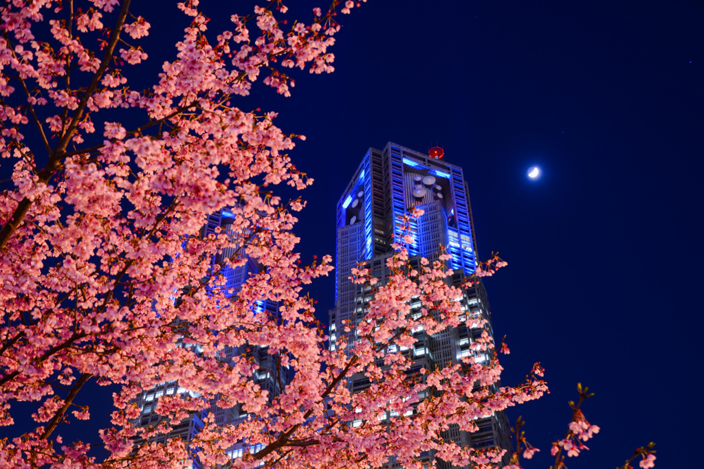 ピンクの桜と蒼い都庁～その2