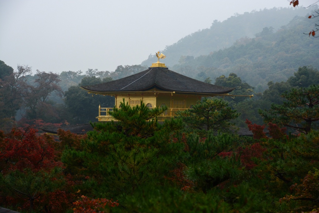 緑の中の金閣寺