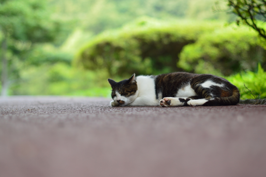 あの時の猫(=^・・^=)