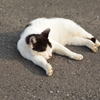 眠いにゃ
