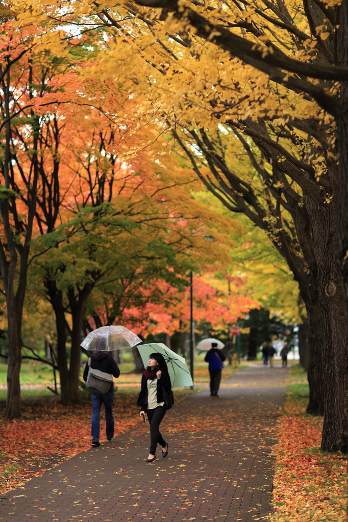 紅葉と雨