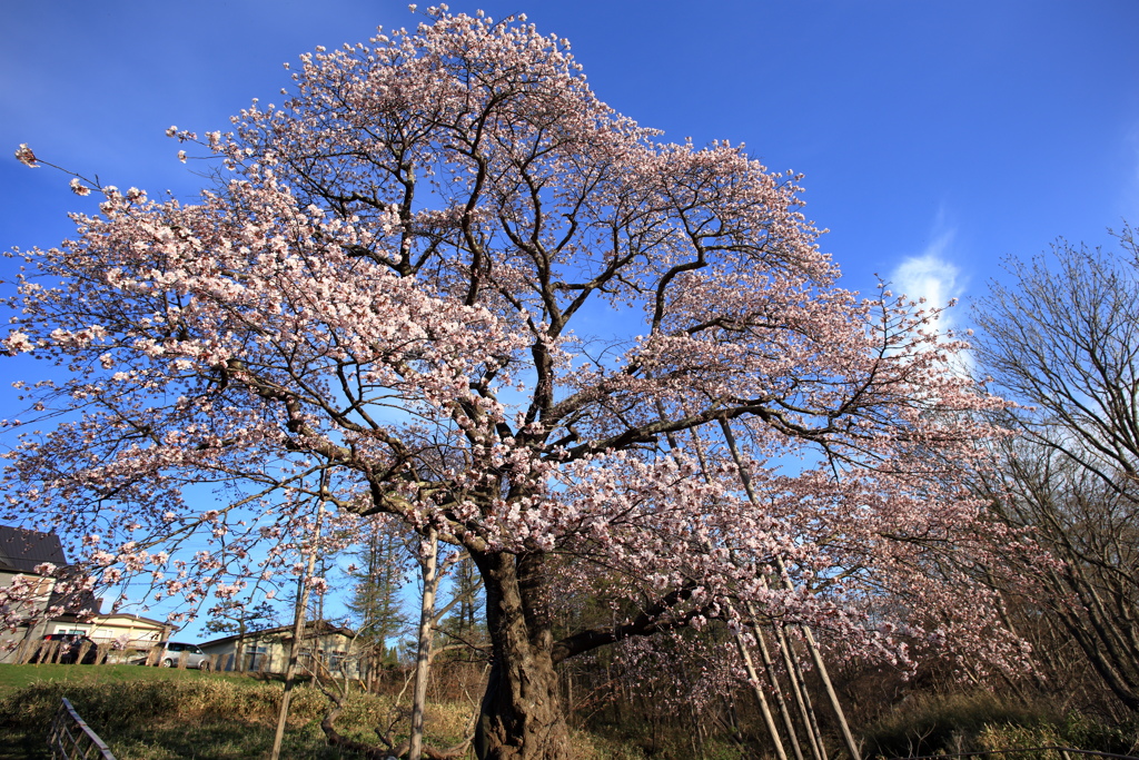 一本桜