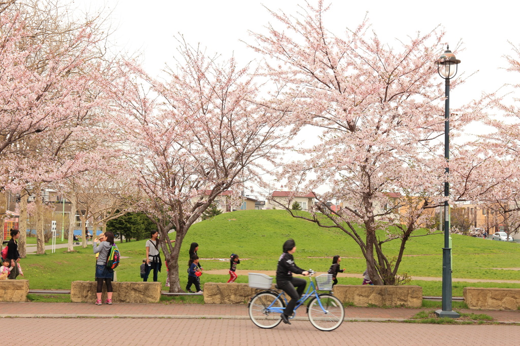 さくら2013