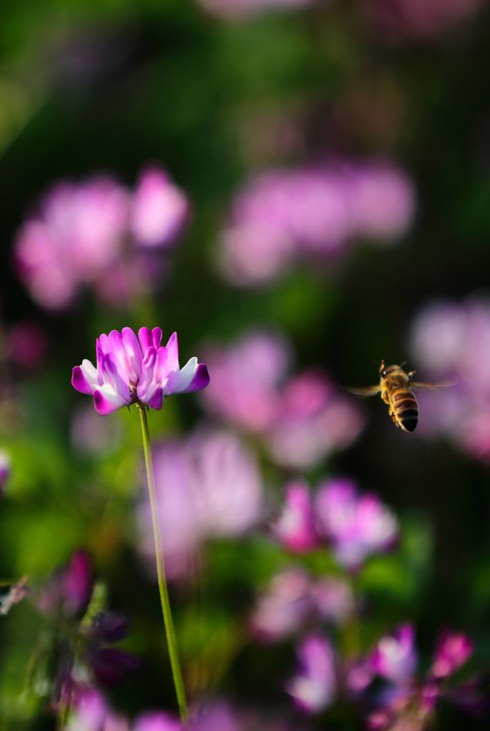 Dancing on the Astragalus field