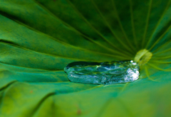 Dancing on the Lotus Leaf