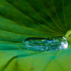 Dancing on the Lotus Leaf