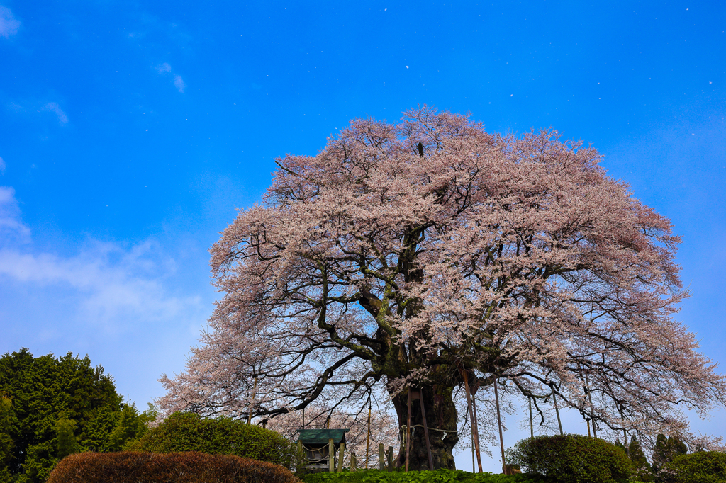 雪の醍醐桜