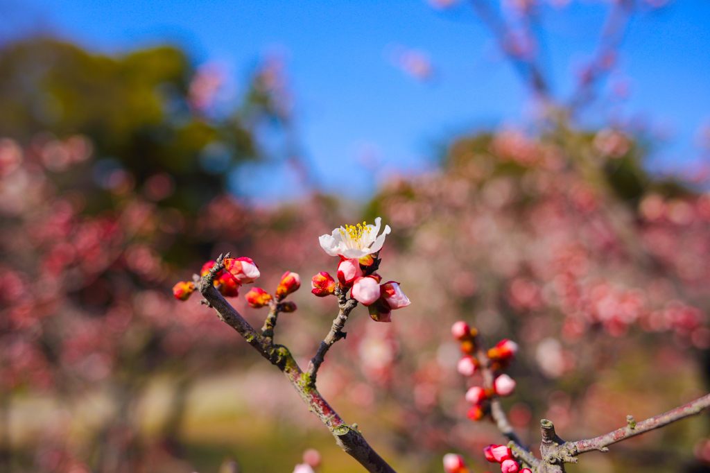 栗林公園の梅②