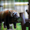 レッサーパンダ