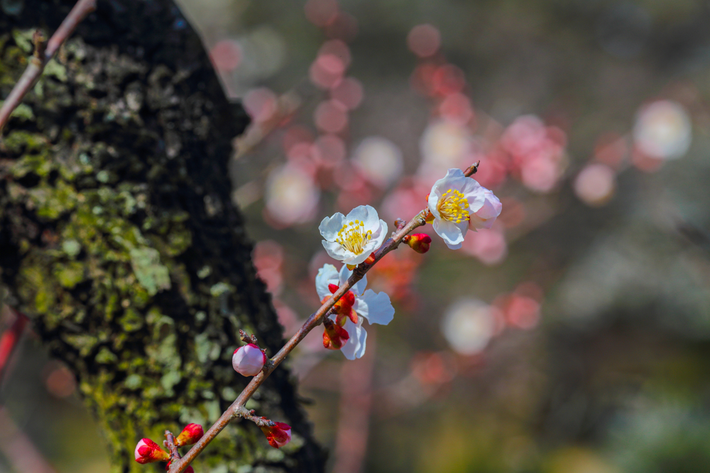 栗林公園の梅