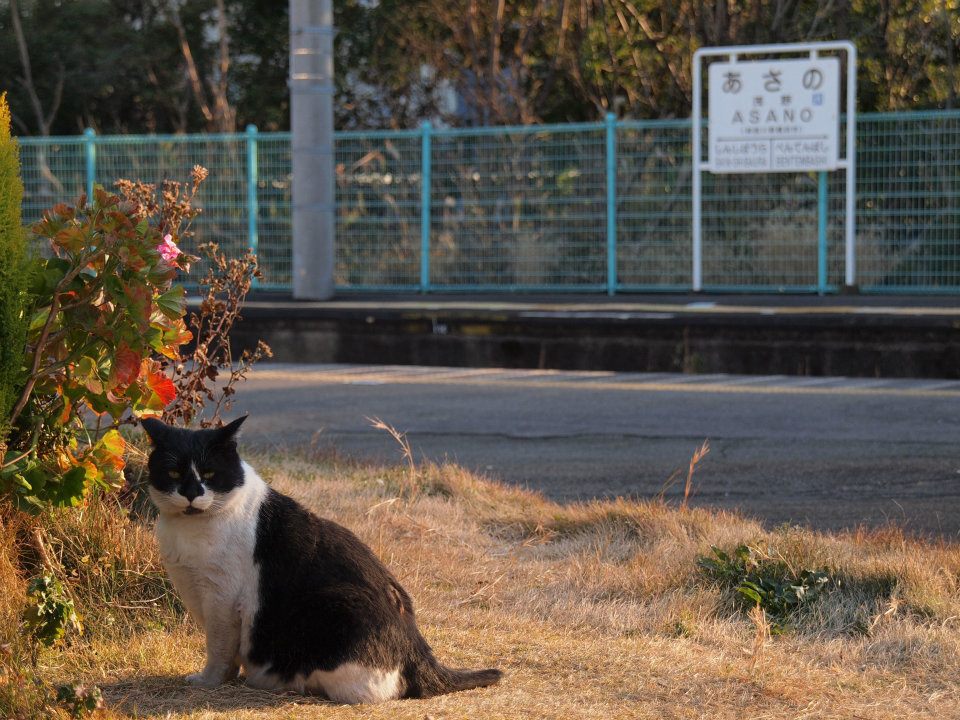 猫の居る駅