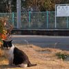 猫の居る駅