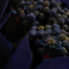 紫陽花