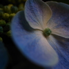 紫陽花