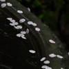 雨の宮島