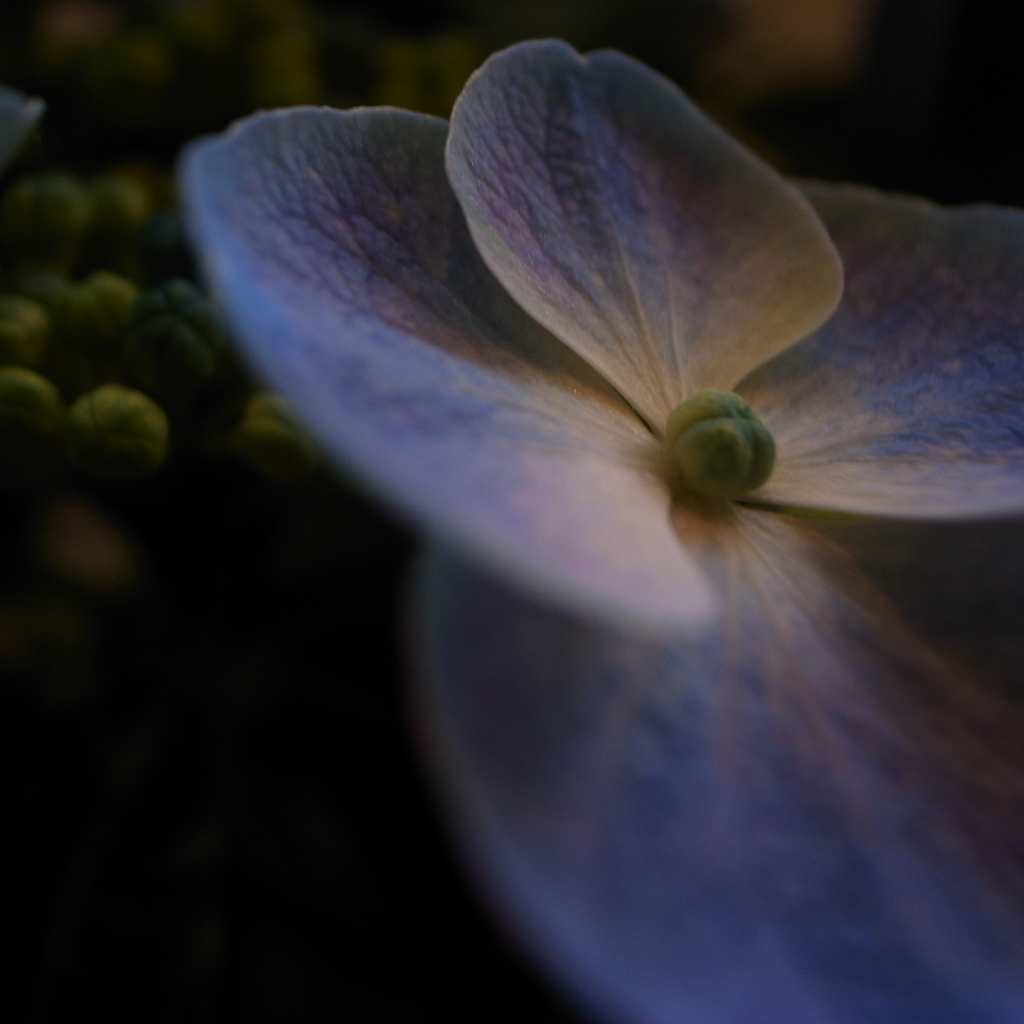 紫陽花