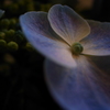 紫陽花