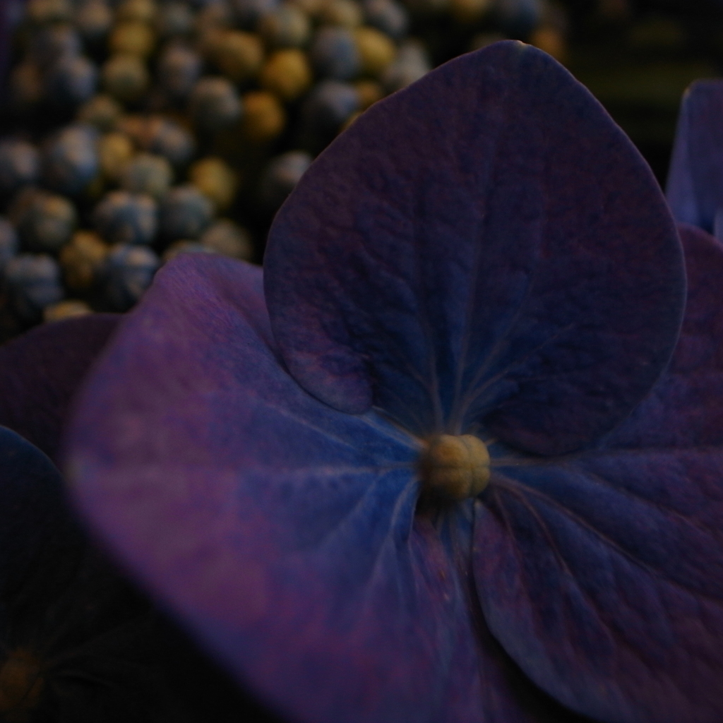 紫陽花
