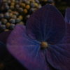紫陽花