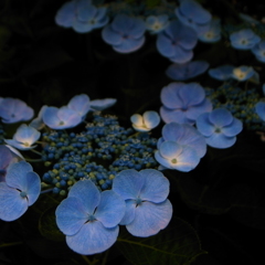 hydrangea