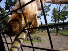 異常なてへぺろ（笑）