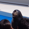 笑うアザラシ