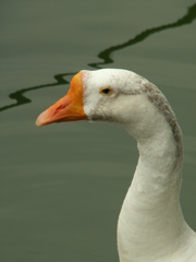 千葉公園45
