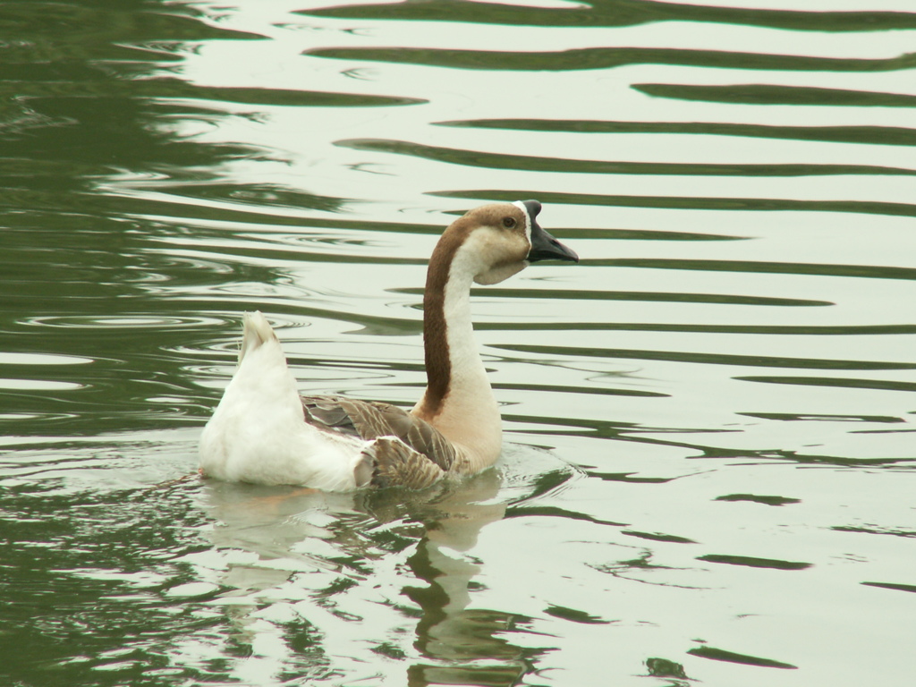 千葉公園50