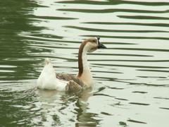千葉公園50