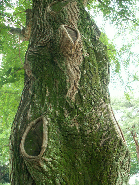 千葉公園32