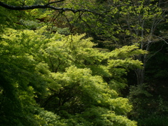 泉自然11