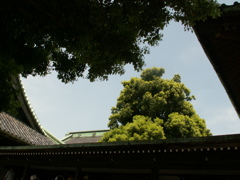 柴又60