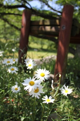 白い花