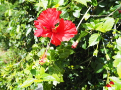 南国の花