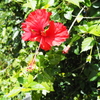 南国の花