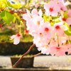 sakura