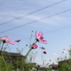 コスモス