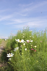コスモス